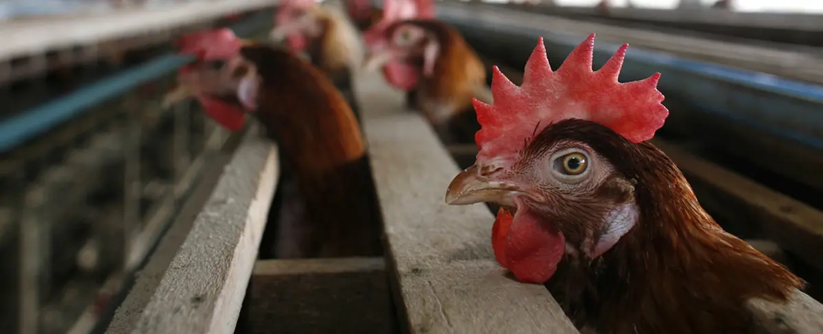 Chile sacrifica 40 mil aves para evitar propagación de la gripe aviar