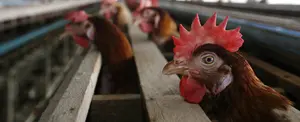 Chile sacrifica 40 mil aves para evitar propagación de la gripe aviar