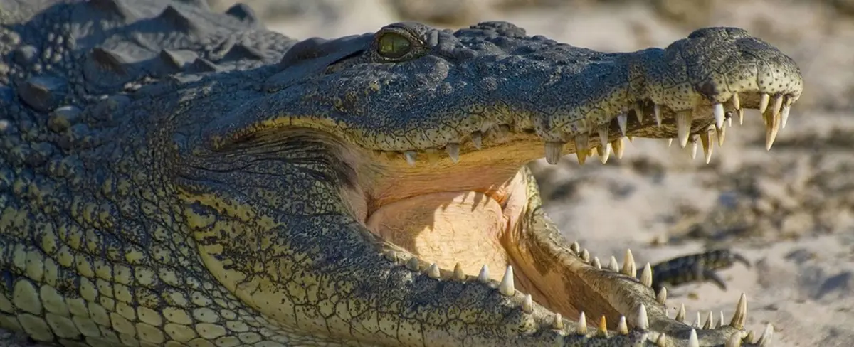 Cocodrilo atraviesa valla metálica en la Florida