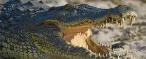 Cocodrilo atraviesa valla metálica en la Florida