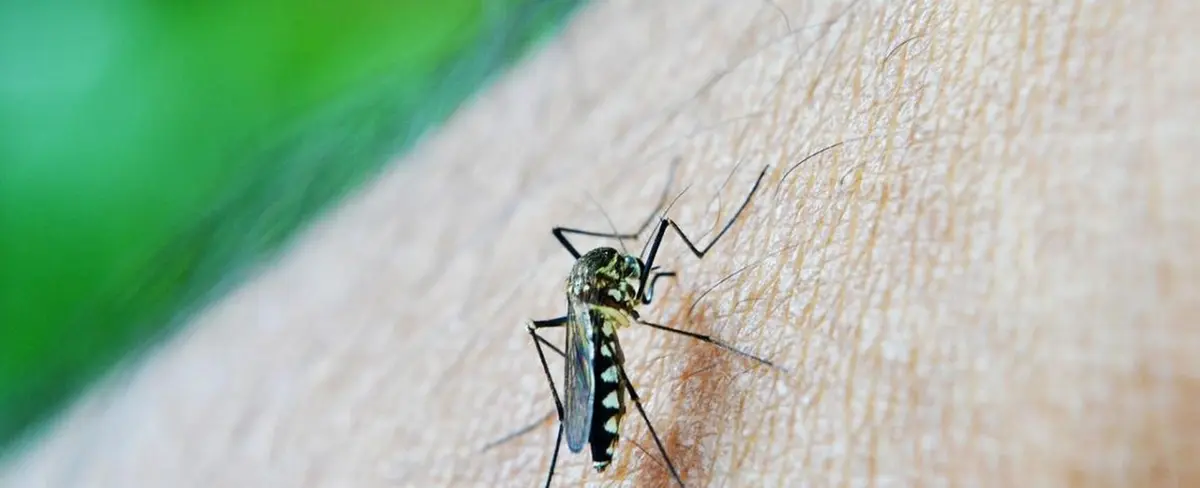 Paraguay acumula 70 decesos por chikungunya durante 2023