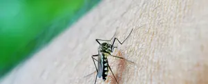 Paraguay acumula 70 decesos por chikungunya durante 2023