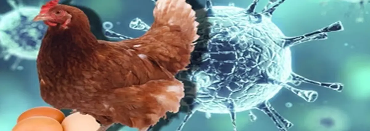 Nicaragua se prepara para el simulacro de campo contra la Influenza Aviar