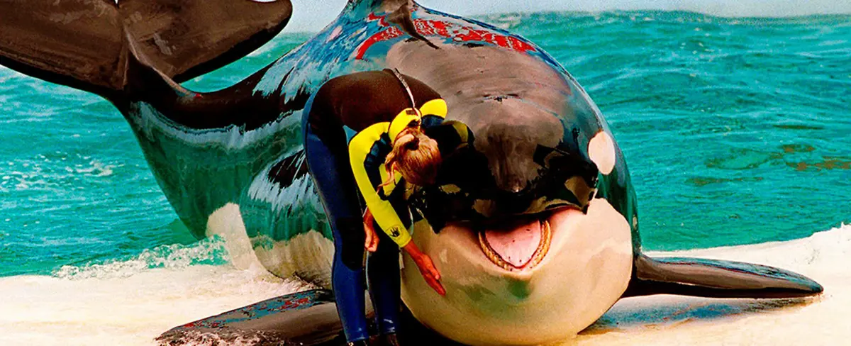 La orca Lolita será liberada tras 53 años en cautiverio