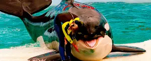 La orca Lolita será liberada tras 53 años en cautiverio