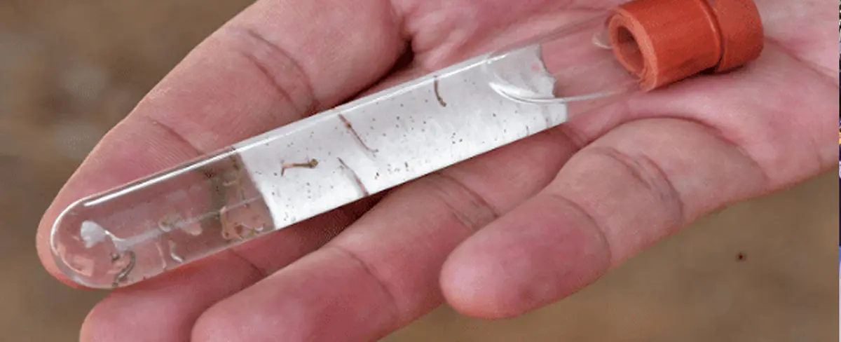 Paraguay acumula 60 muertos por chikungunya