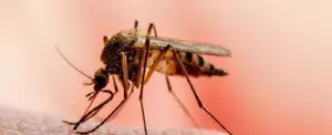 Costa Rica registra 2 nuevos casos de malaria