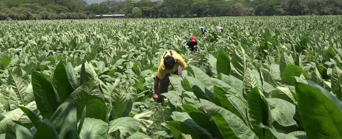Estelí: Finca San Nicolás con los mejores tabacos de la región