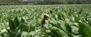 Estelí: Finca San Nicolás con los mejores tabacos de la región