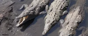 Hombre muere devorado por 40 Cocodrilos en Camboya