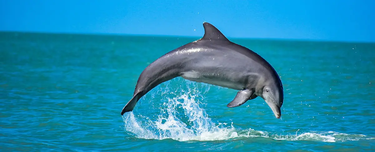 Delfines son ayudados a regresar a su hábitat tras quedar varados