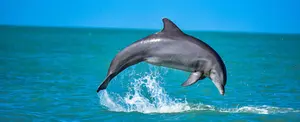 Delfines son ayudados a regresar a su hábitat tras quedar varados