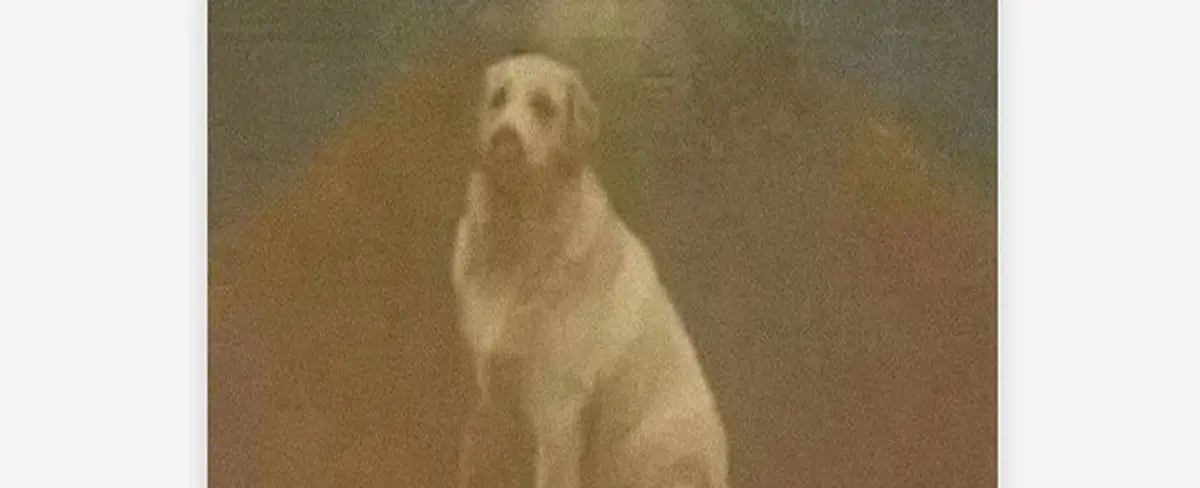 Sujeto ofrece 1.3 millones de dólares a quien encuentre a su perro desaparecido