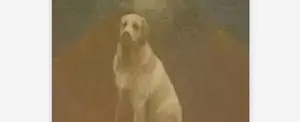 Sujeto ofrece 1.3 millones de dólares a quien encuentre a su perro desaparecido