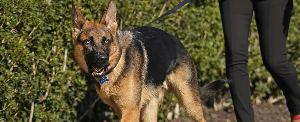 El perro de Biden agrede a 7 agentes del servicio secreto