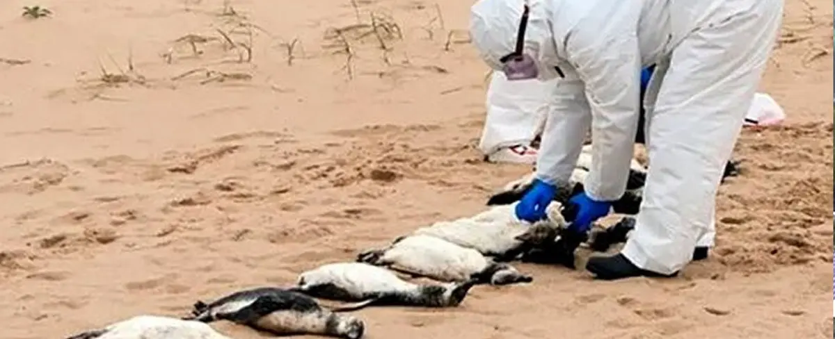 Más de 300 pingüinos aparecen sin vida en costas de Uruguay