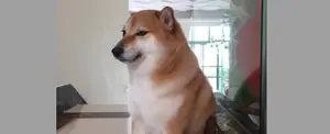 Muere "Chems" el popular perro de los memes