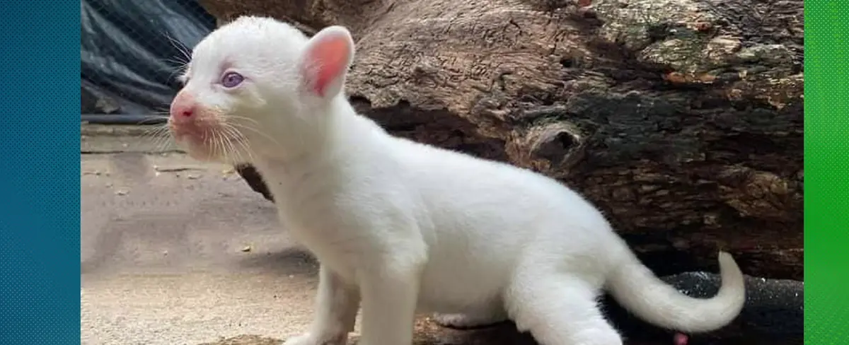 Primer puma blanco albino nacido en el zoológico de Juigalpa