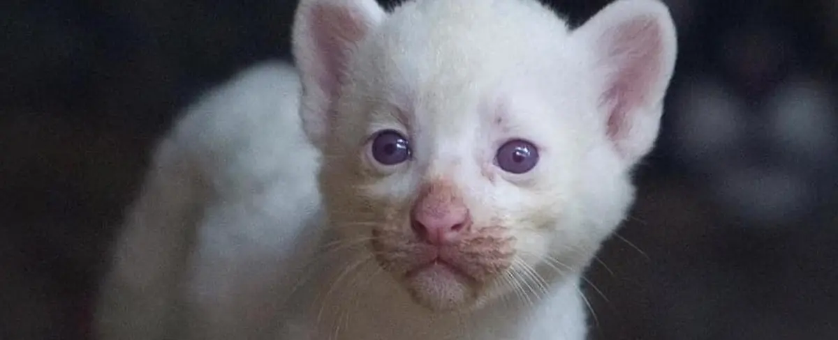 Puma Albino en Juigalpa es nombrado “Itzae” Regalo de Dios