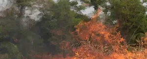 Aumentan a cinco los muertos por incendio forestal en Perú