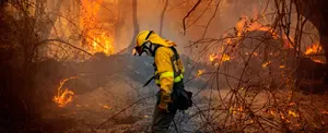 Elevan a 99 la cifra de muertos por incendios en Hawái, EE.UU.