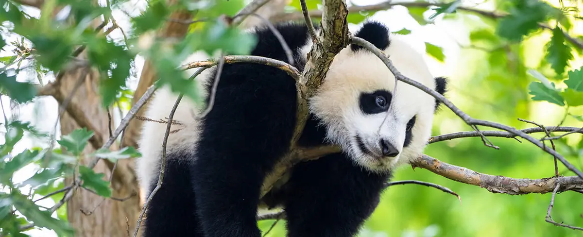China recupera pandas del zoológico de EE.UU