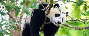 China recupera pandas del zoológico de EE.UU