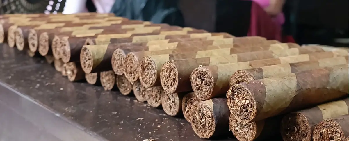 Mujeres ocupan el 60% en la producción de tabaco de Jalapa