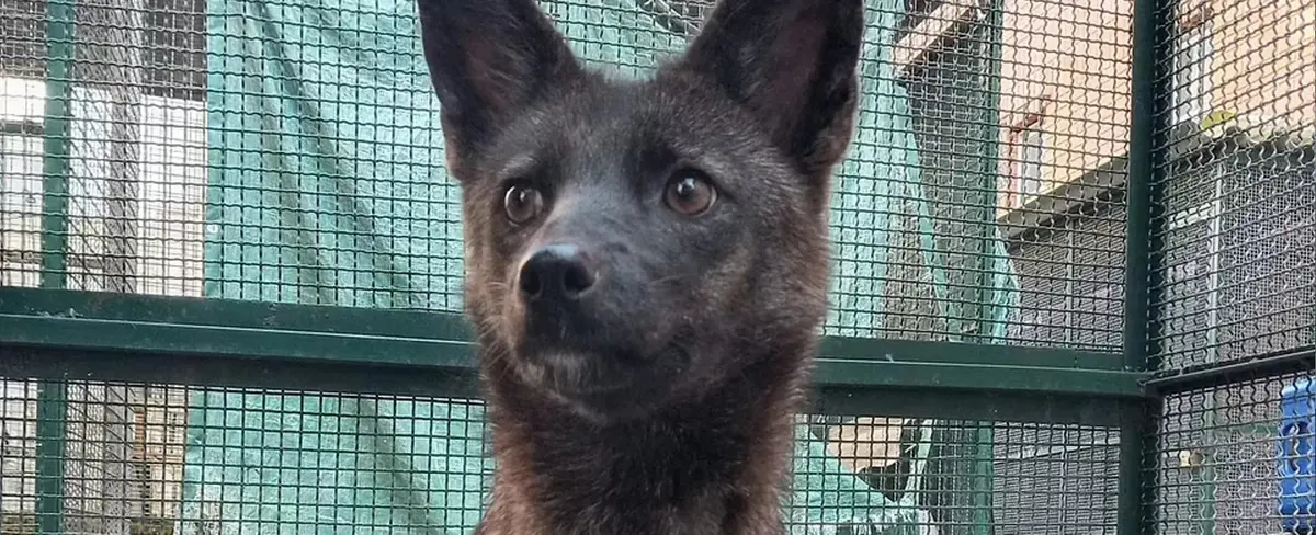 El perro que resulta ser el primer híbrido de su especie