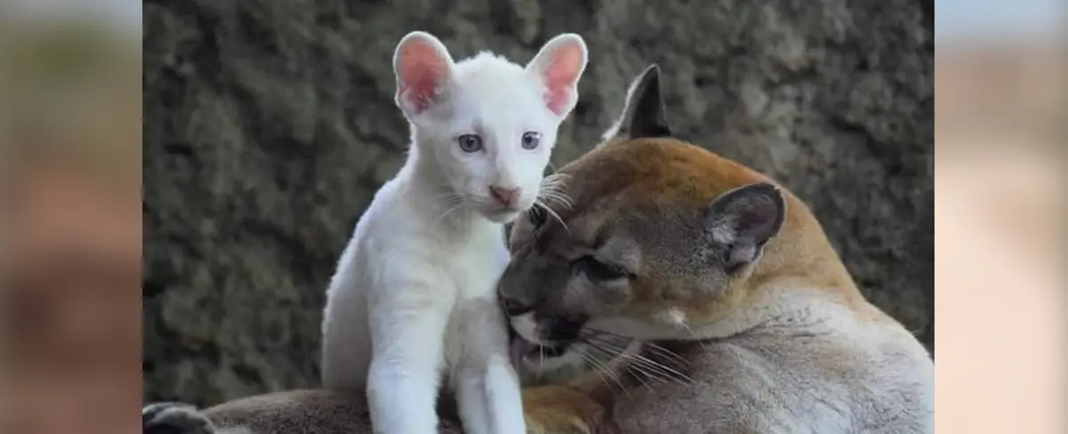 Hermosas imágenes del crecimiento de Itzae, el puma albino de Nicaragua
