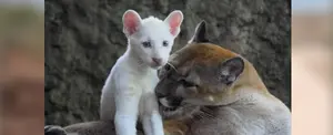 Hermosas imágenes del crecimiento de Itzae, el puma albino de Nicaragua