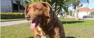 Muere a los 31 años ‘Bobi’ el perro más longevo del mundo