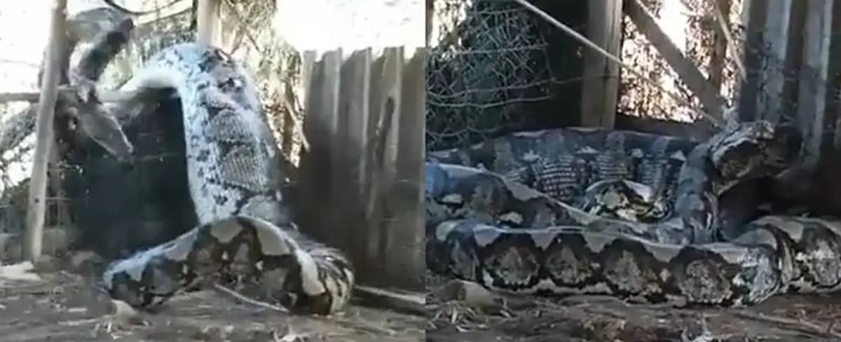 ¡De película de terror! Serpiente gigante aparece en el patio de una casa