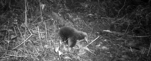 Animal que se creía extinto reaparece por primera vez en 62 años