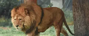 León deambula por las calles de Roma tras escaparse del circo