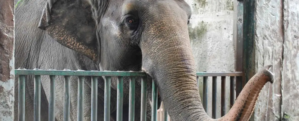 Muere Mali “la elefanta más triste del mundo”