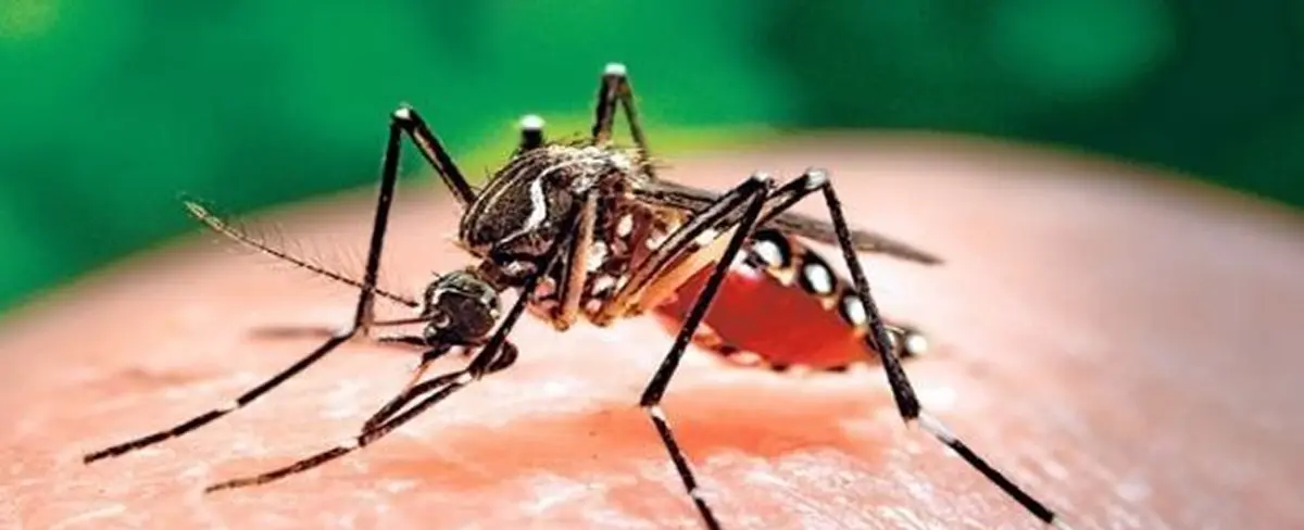 Paraguay supera los 10 mil casos de dengue