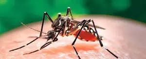 Nicaragua registra menos contagios de dengue y malaria