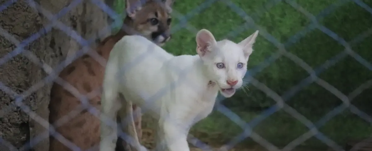 GALERÍA: Puma albino, un atractivo para los turistas en Juigalpa
