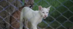 GALERÍA: Puma albino, un atractivo para los turistas en Juigalpa