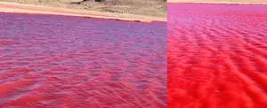 ¿Sangre en el Nilo?: El río se tiñe de rojo