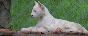 Itzae y su familia, maravillas de la naturaleza en el Zoológico Thomas Belt, en Juigalpa