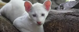 Familias podrán visitar a "Itzae", el puma albino