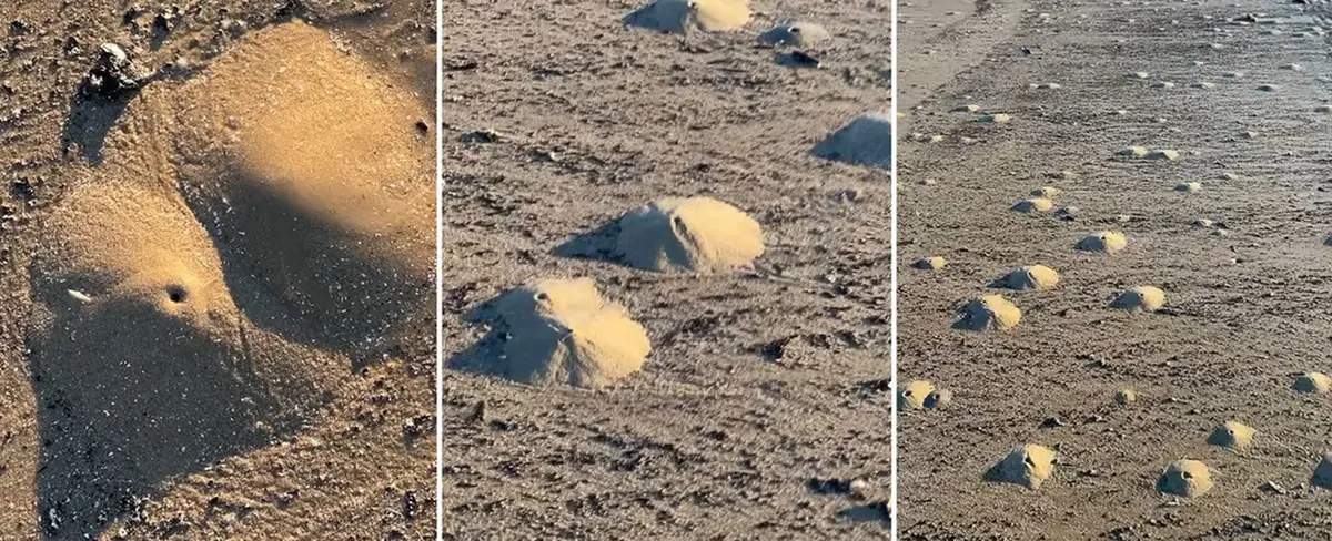 Camarones fantasmas generan "mini volcanes" en las playas