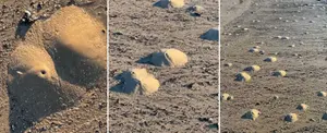 Camarones fantasmas generan "mini volcanes" en las playas