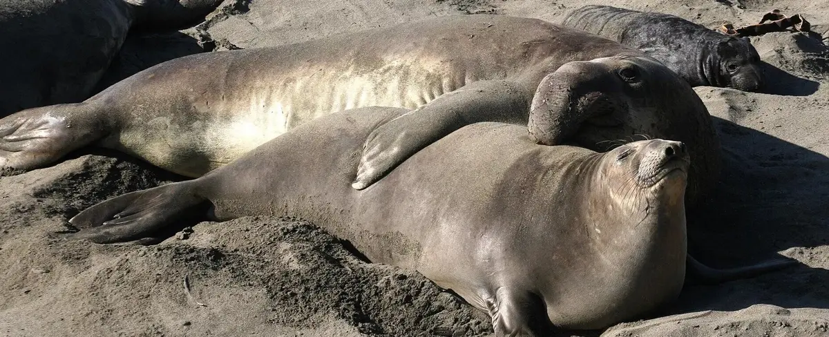 Cientos de elefantes marinos mueren por gripe aviar en Antártida