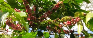 Productores de Nueva Segovia comparten experiencias para mantener calidad del Café