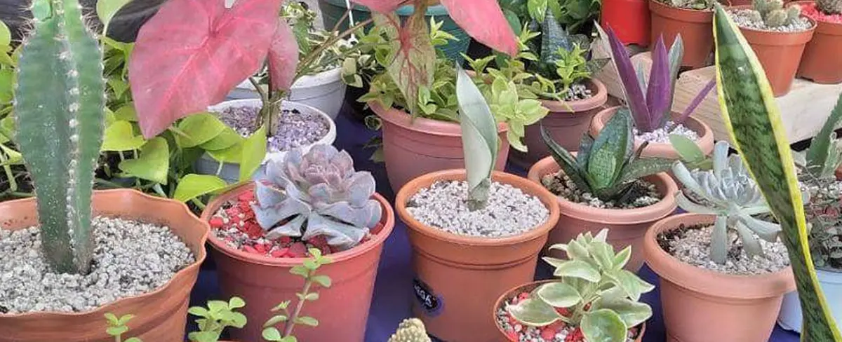 Emprendedores participan en el festival Navideño de las Flores, Cactus y Suculentas