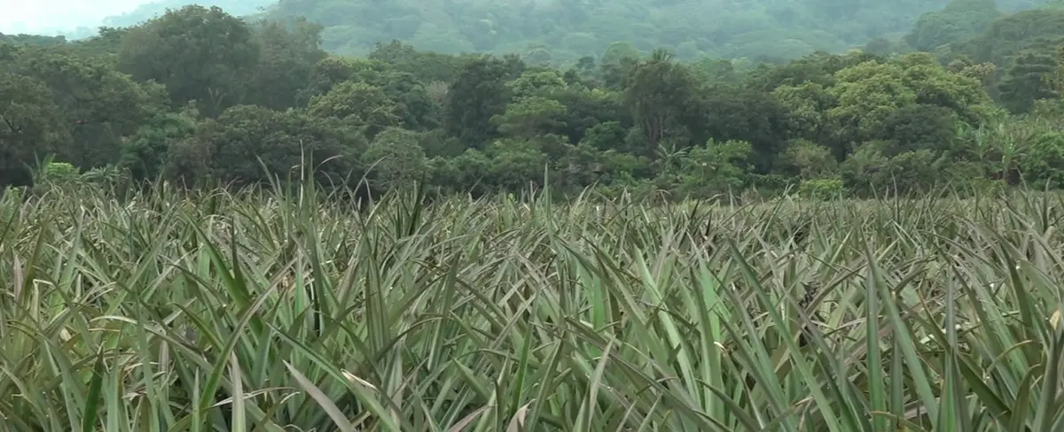 Finca San Juan en Ticuantepe es nombrada Reserva Silvestre privada