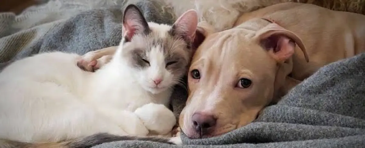 Mejores nombres para perros y gatos de acuerdo con IA